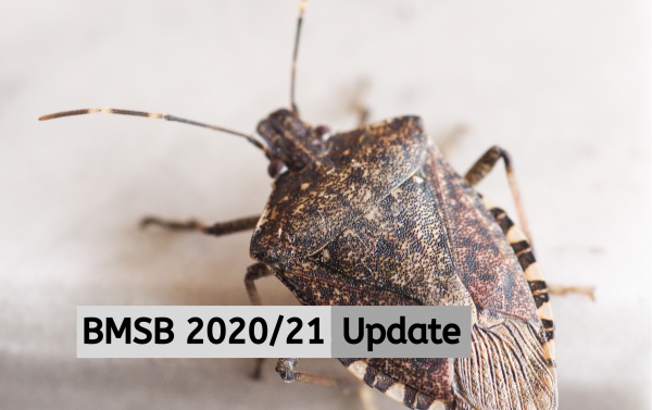 BMSB 2020/21 Update