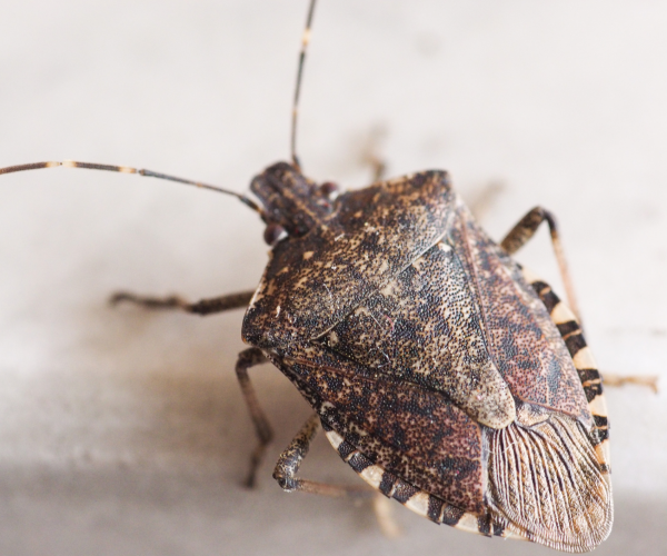 Brown Marmorated Stinkbug