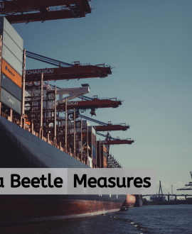 Khapra Beetle Measures on Sea Freight