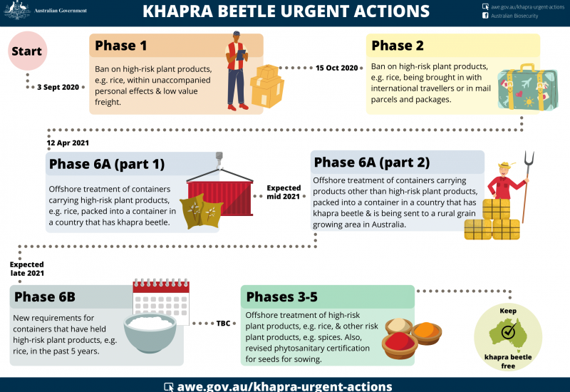 Khapra Beetle Phases